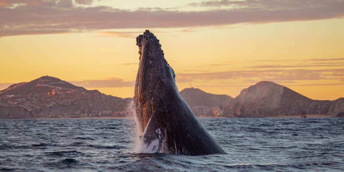 Whale_watching_1_b8c000fe-1083-4f74-9b03-0326732ddb75