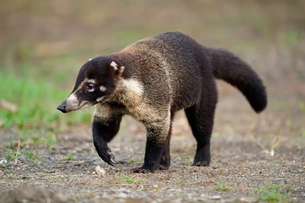 coati-nasua-narica