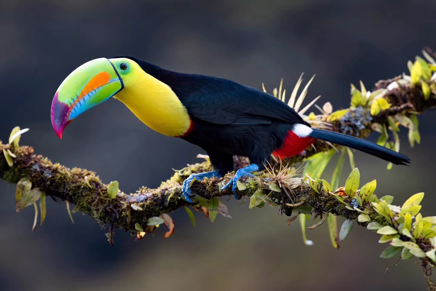 toucan